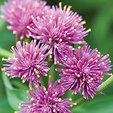 Burpee Fireworks Gomphrena Seeds 30 seeds