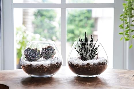 Buy Aakriti Glass Plant Terrariums Glass Vase Plants Tea Light