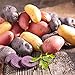 Organic US Grown Potato Medley Mix - 10 Seed Potatoes Mixed Colors Red, Purple and Yellow from Easy to Grow Bulbs TM primary