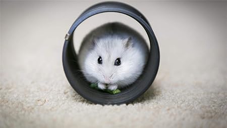 Amazon 500ピース ジグソーパズル めざせ 超かわいいハムスター パズルの達人木製パズルフレーム ウッディーパネルエクセレント シャインホワイト おもちゃ おもちゃ