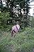 Montana Decoy Miss September Feeding Elk