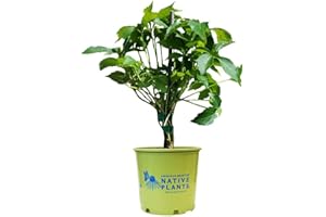 American Beauties Native Plants - Parthenocissus Quinquefolia (Virginia Creeper) Vine, Tiny Greenish-White, #1 - Size Container