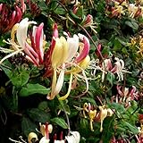 Serotina Belgica Honeysuckle Vine - Late Dutch - Lonicera - 2.5