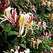 Serotina Belgica Honeysuckle Vine - Late Dutch - Lonicera - 2.5" Pot - Fragrant