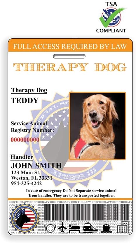 yorkshire terrier junior