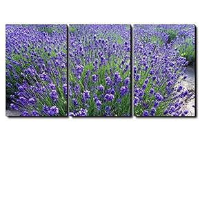 Beautiful Scenery of Purple Lavender Field Wall Decor x3 Panels