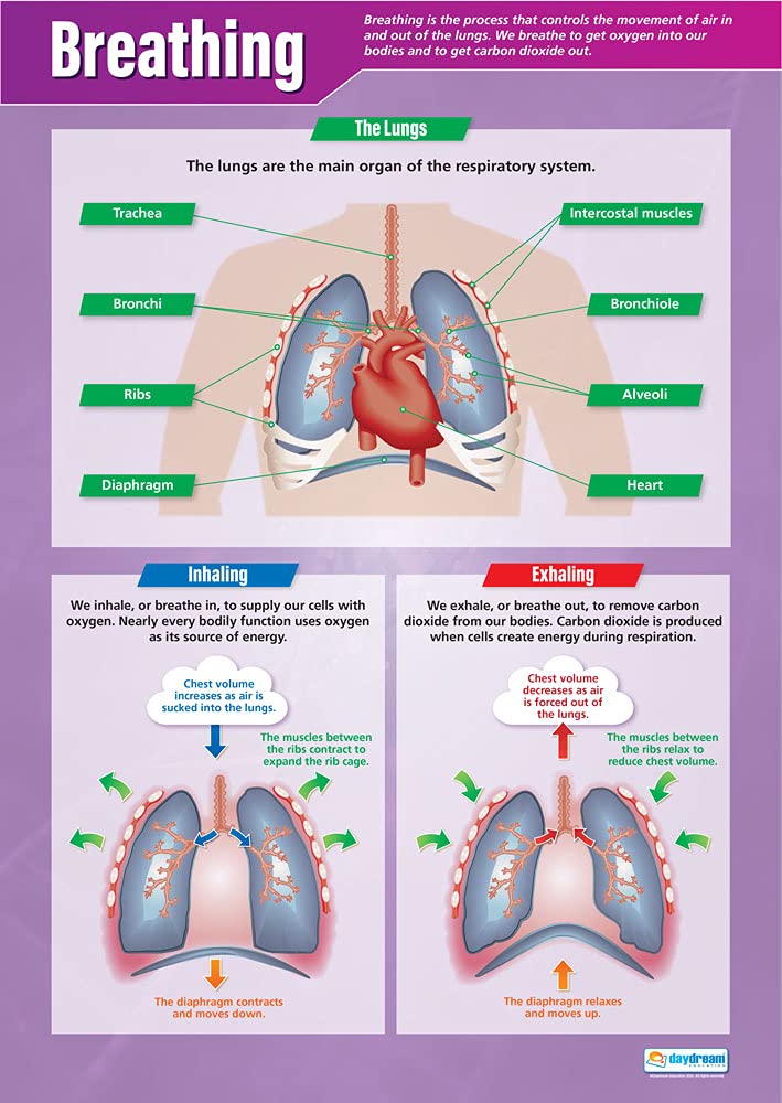 Daydream Education Breathing | Science Posters | Gloss Paper measuring 850mm x 594mm (A1) | Science Charts for the Classroom | Education Charts