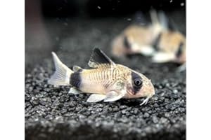 SF Aquatic™ 5 Corydoras Freshwater Aquarium Catfish Live Arrival Guarantee (Panda Corydoras)