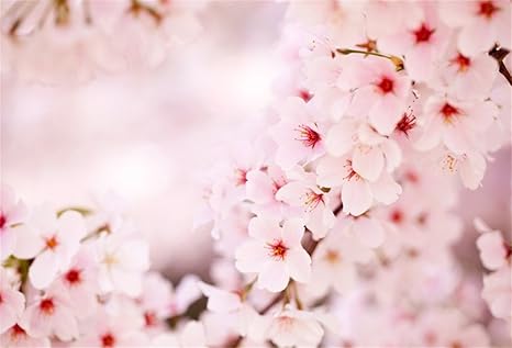 Amazon Com Aofoto 7x5ft Natural Garden Wedding Cherry Blossoms