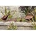 Achla Designs Hello Duck, Garden Animal Statue
