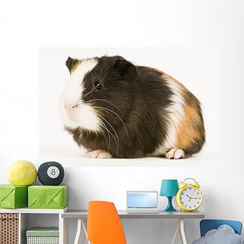 guinea pig wall stickers