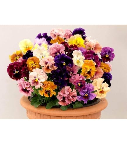 Pansy Swiss Giant Mixed | Flowers | Premier Seeds Direct