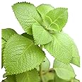 2 Cuban Oregano Live Plants Mexican Mint Spanish Thyme Rooted Vegetable 5 to 7 Inches Planting Ornaments Perennial Garden Ready to Grow Pot