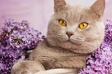 Amazon Com Egotou British Shorthair Yellow Eyes Portrait Flowers