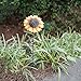 YK Decor Metal Sunflower Garden Stake Flower Yard Stake Decor (21'')