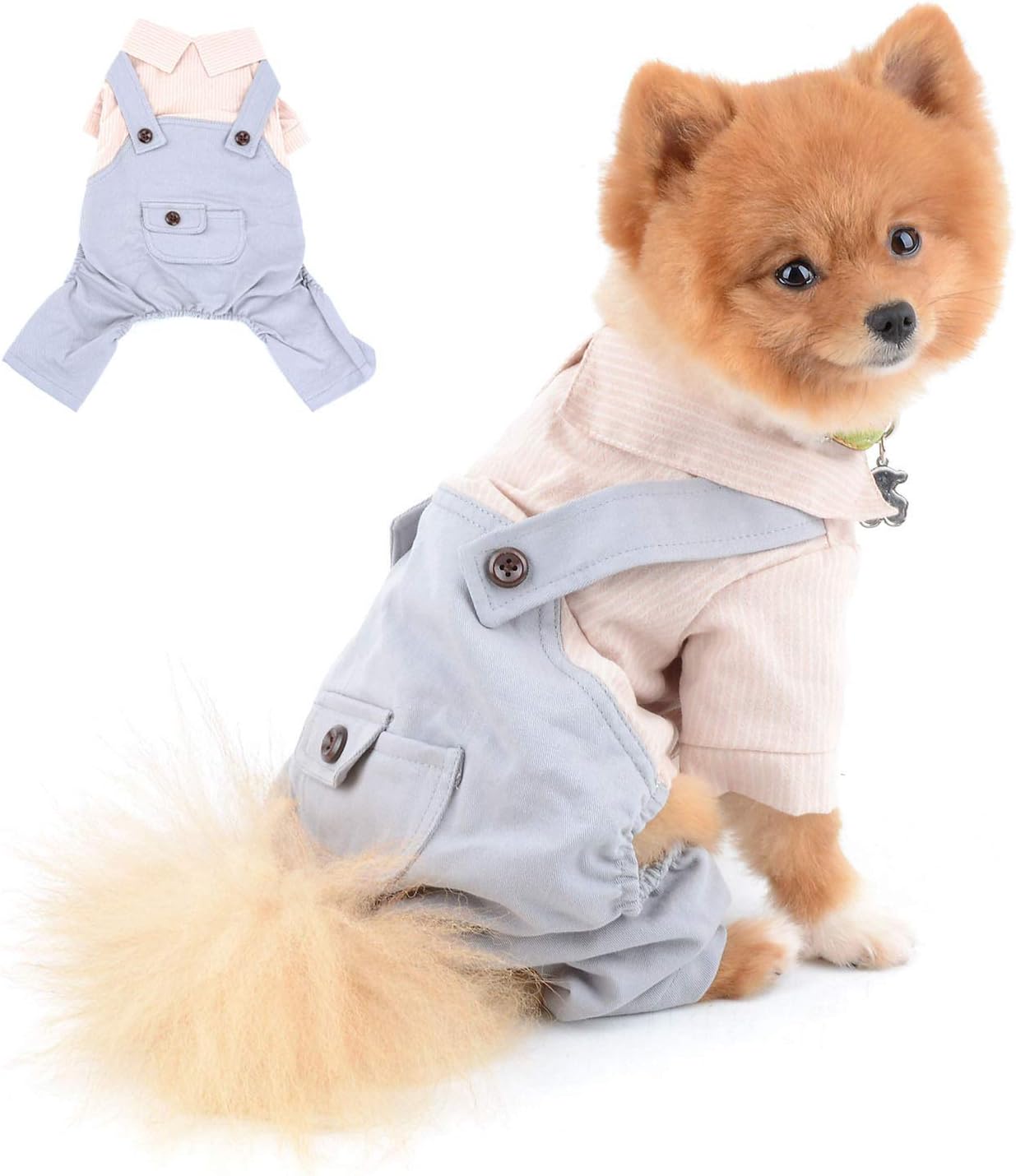 small dog pants