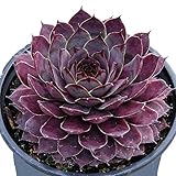 Plum Parfait Hens & Chicks - Sempervivum - Indoors/Out - 3.5