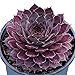 Plum Parfait Hens & Chicks - Sempervivum - Indoors/Out - 3.5" Pot - Chick Charms