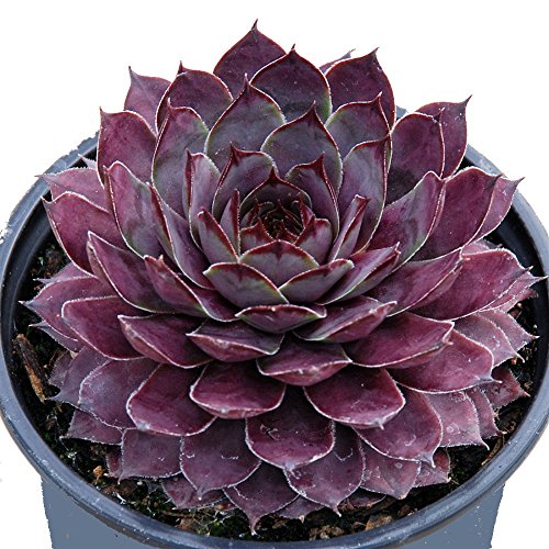 Plum Parfait Hens & Chicks - Sempervivum - Indoors/Out - 3.5