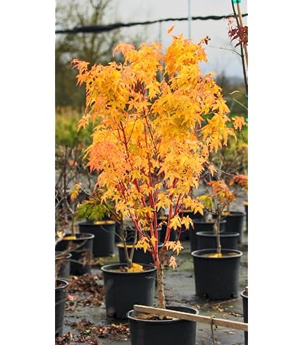 SASSAFRAS ササフラス GARDEN CRUISER BUD イカット SASSAFRAS