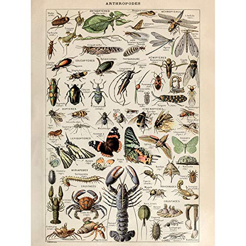 Artery8 Millot Encyclopedia Arthropods Exoskeletal Animals Art Print Canvas Premium Wall Decor Poster Mural