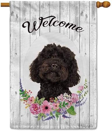 labradoodle newfoundland