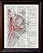 Human Face and Arteries - Dictionary Art Print