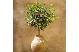 Brighter Blooms - Calamondin Tree, 3-4 ft. - No Shipping to AL, AZ, CA, FL, GA, LA, OR, and TX