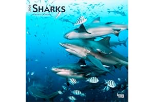 Sharks | 2026 12 x 24 Inch (Hanging) Monthly Square Wall Calendar | Plastic-Free | BrownTrout | Wildlife Marine Animals Fish