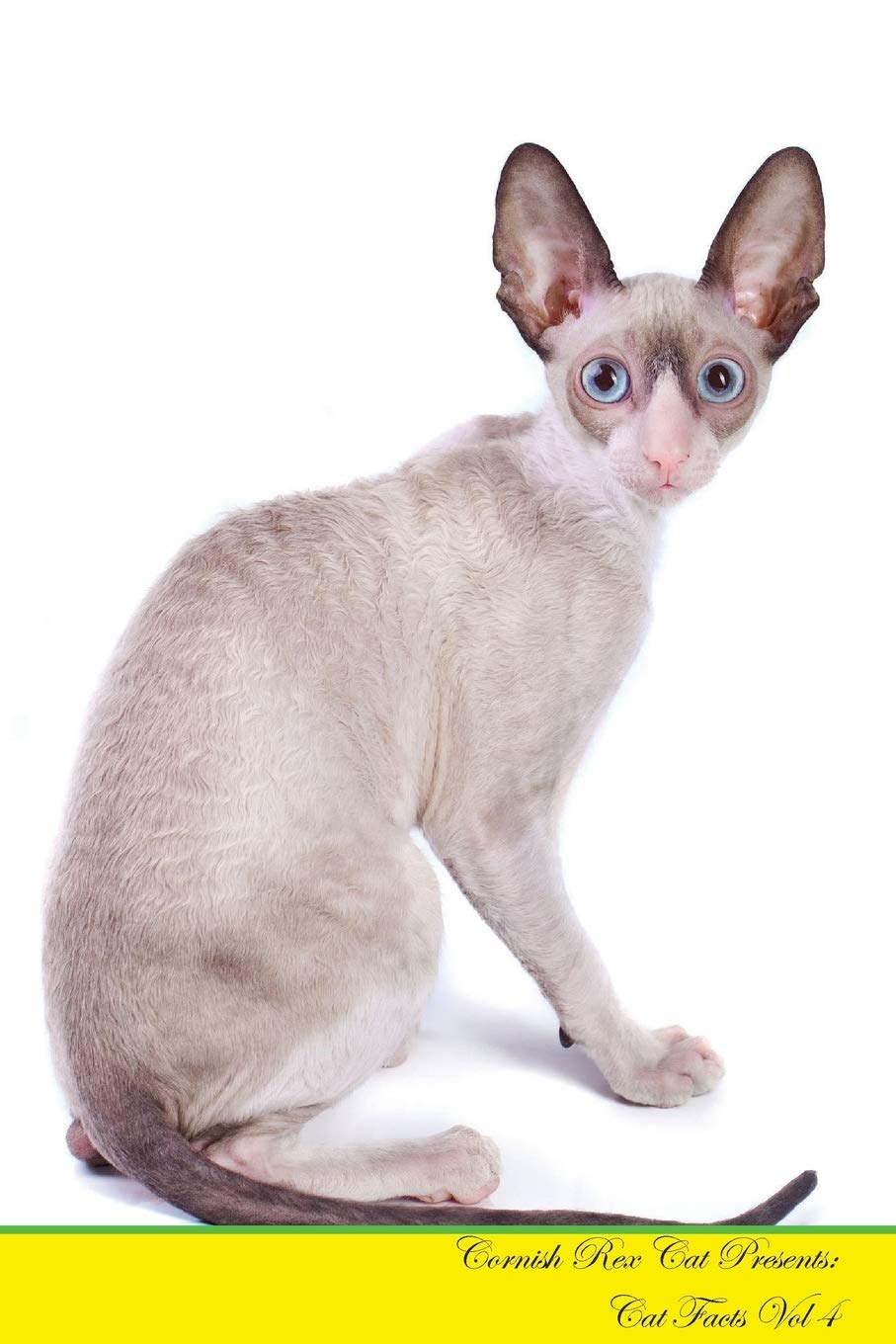 buy cornish rex cat
