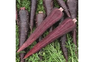 Deep Purple F1 Carrot Seeds – 400 Count, Colorful Heirloom Vegetable Seeds for Planting in Home Garden & Allotments