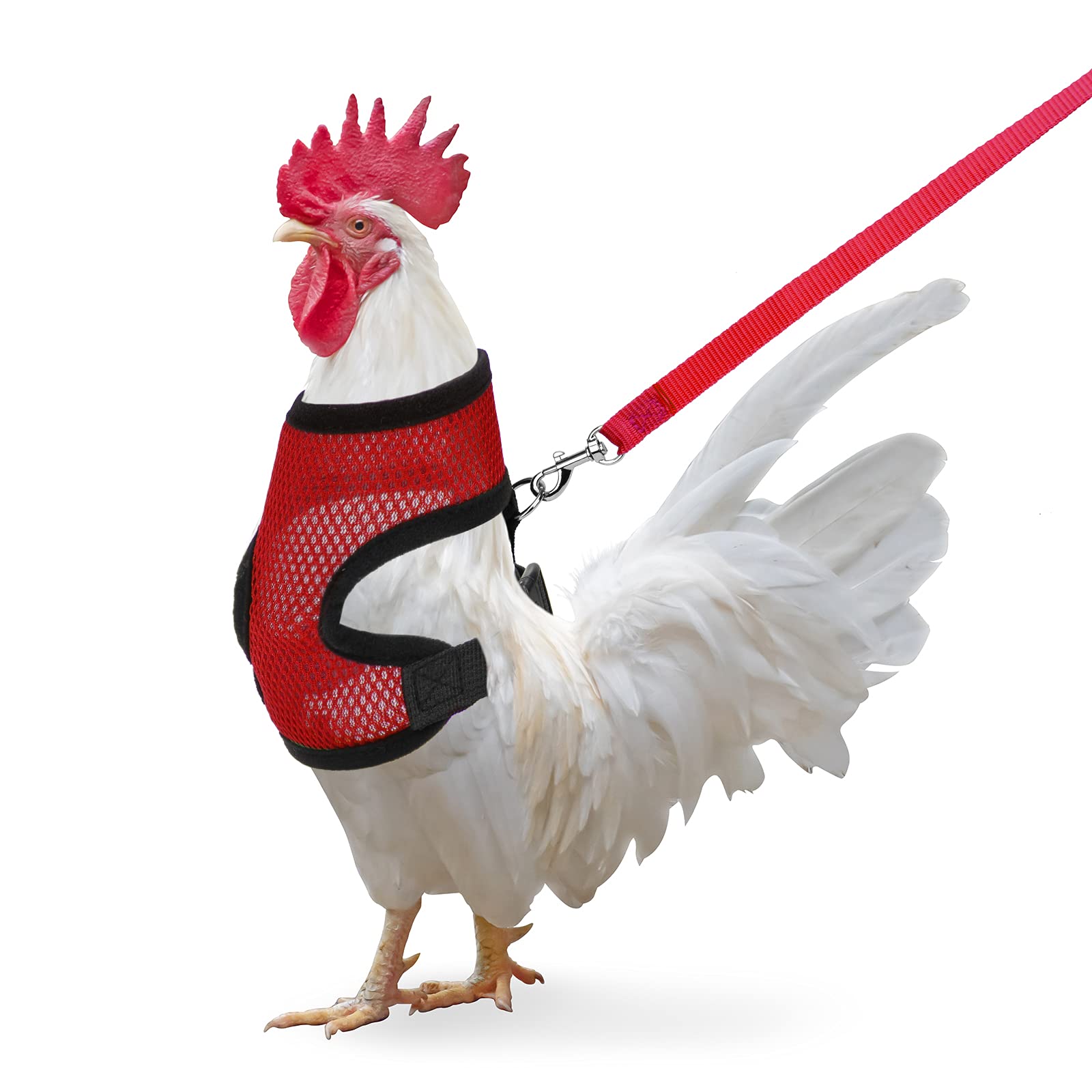 Chicken Harness with Leash, Adjustable Chicken Leash for Hens, Duck, Puppy (Red, M)