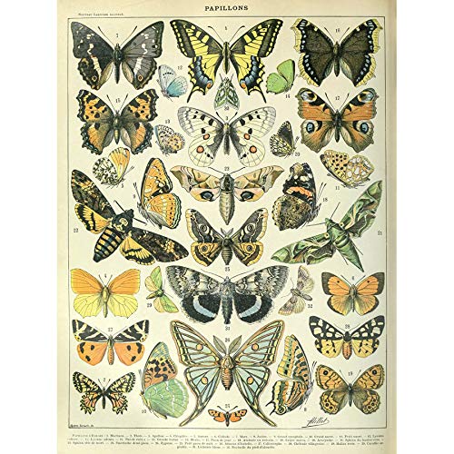 Artery8 Millot Encyclopedia Page Butterflies Moths Art Print Canvas Premium Wall Decor Poster Mural