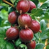 Hinnonmaki Red Gooseberry Bush - Eat Fresh or Baked - 4