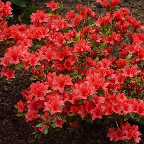 1 X Azalea Orange Beauty Japanese Evergreen Shrub Hardy Plant In Pot Amazon Co Uk Garden Outdoors