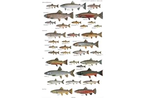 Picture Peddler Trout of North America by Joseph R. Tomelleri Fishing Rainbow Brook Cutthroat Steelhead Lake 24x36