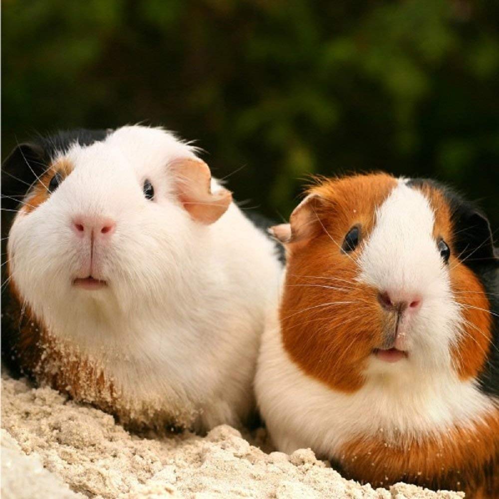 Guinea Pigs greeting card with sound. Plays noise when opened. Great gift for animal lovers.