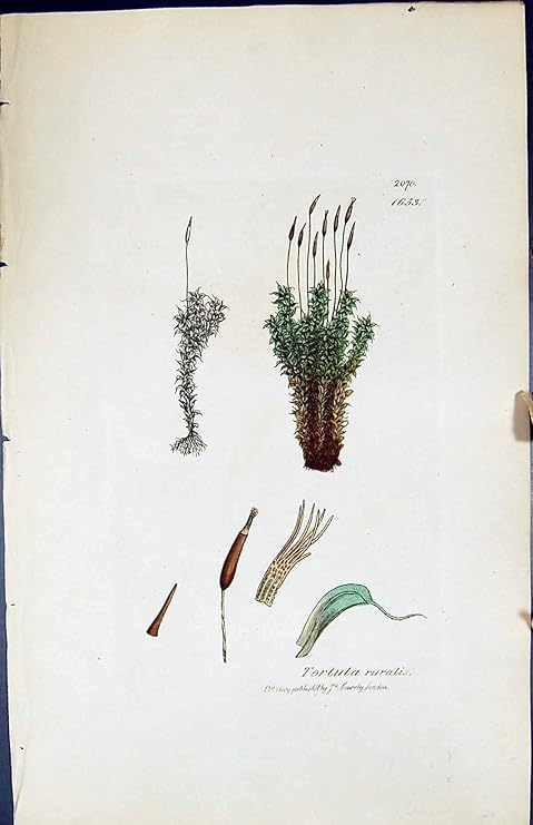 Amazon Tortula Ruralis イギリスの植物の植物学の 1847 の Sowerby スミスの色刷 アートフレーム ポスター オンライン通販