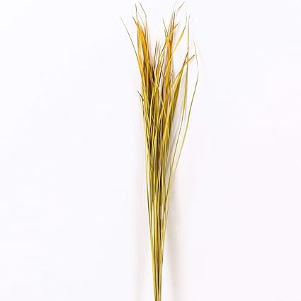 Leewadee Dried Coloured Natural Grass Bunch For Floor Vases