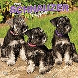 Schnauzer Puppies 2019 12 x 12 Inch Monthly Square Wall Calendar, Animals Dog Breeds Puppies (Multil by 