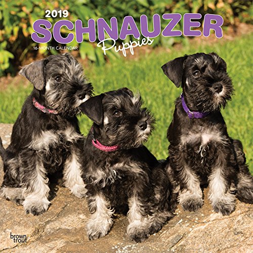 Schnauzer Puppies 2019 12 x 12 Inch Monthly Square Wall Calendar, Animals Dog Breeds Puppies (Multilingual Edition) by (Calendar)