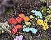 Danmu 15pcs Fairy Garden Figurines, Fairy Garden Miniatures, Fairy Garden Accessories, Mini PVC Flowers Fairy Garden Decorations Plant Pots Bonsai Craft Decor