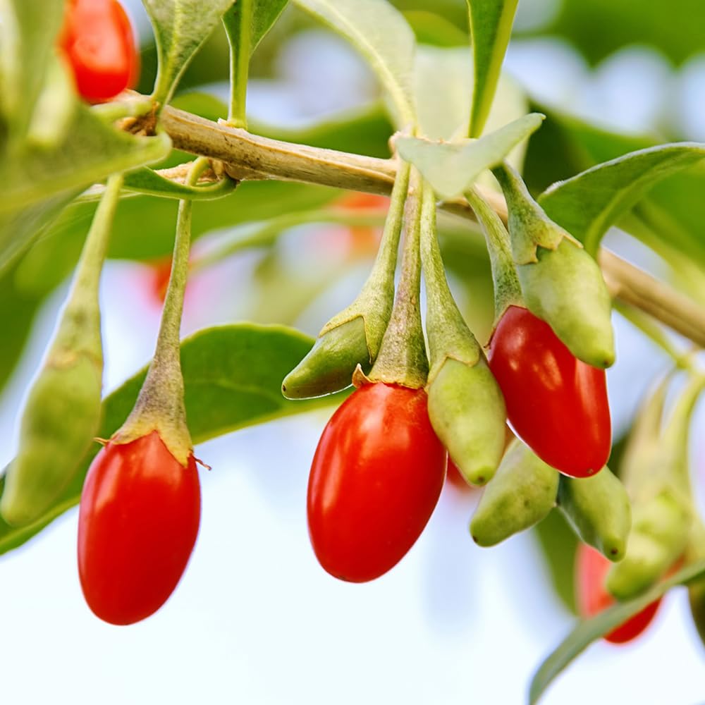 YouGarden Goji Berry 'Sweet Lifeberry' Superfruit Plants, Set of Three Established Plants in 9cm Pots, Ready to Plant and Grow Your Own