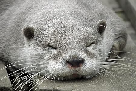 Amazon Co Jp 特大 ポスター カワウソのマズル睡眠 壁紙ウォールステッカーポスター 594x4mm Generic