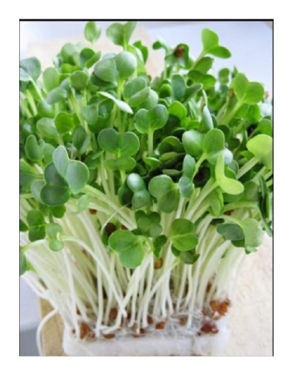 PREMIER SEEDS DIRECT Organic/BIO Sprouting Seeds - Radish Daikon/White - 40GM