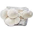 Grow Your Own Mushrooms Kit - Lion's Mane Mushroom - 5lb Indoor Grow Kit - Grow up to 4 Pounds
