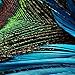 Joy Art Modern Giclee Canvas Prints Artwork the Peacock Picture Printed on Canvas Art for Wall Decor no frame
