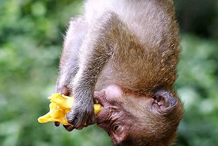 Amazon Co Jp A0 特大 ポスター ぶら下がる猿 壁紙ウォールステッカーポスター A0 11x841mm Generic