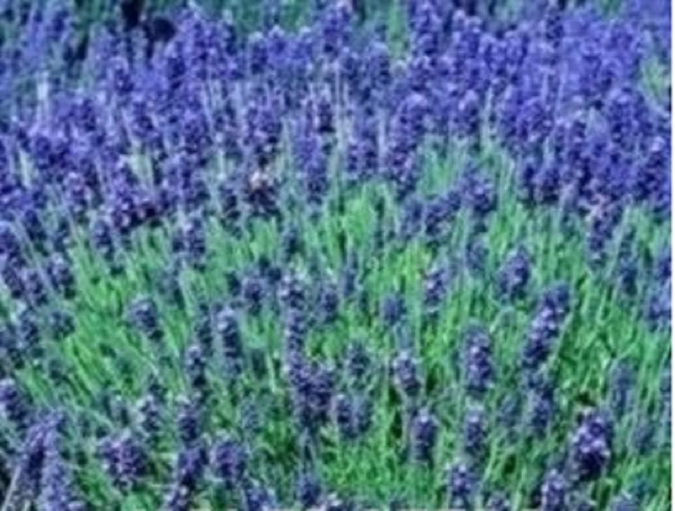 Swanley Village Nursery 3 X Lavender Hidcote Plug Plants