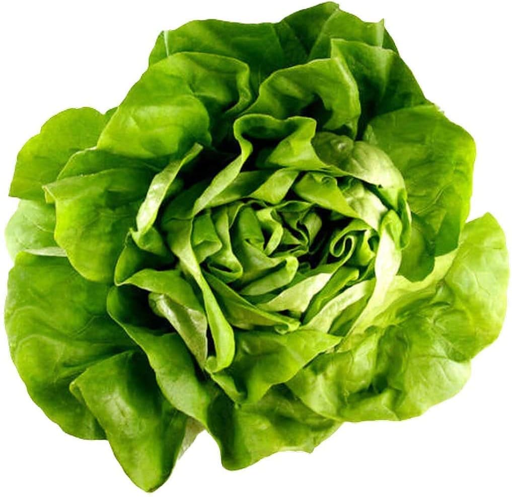 Organic Lettuce Seeds Set 400 Seeds, Vegetable Seeds, 100